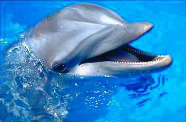delfín1.jpg